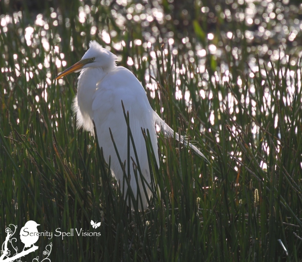 Great Egret, Everglades, Florida