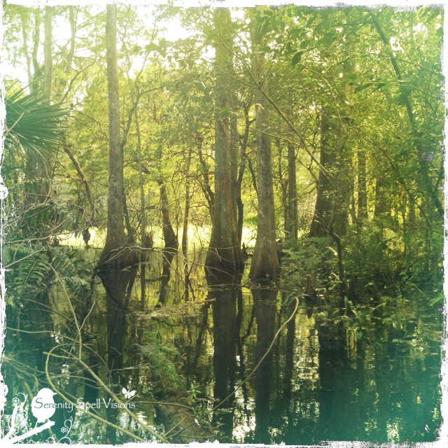 Cypress trees in the swamp, Florida Everglades