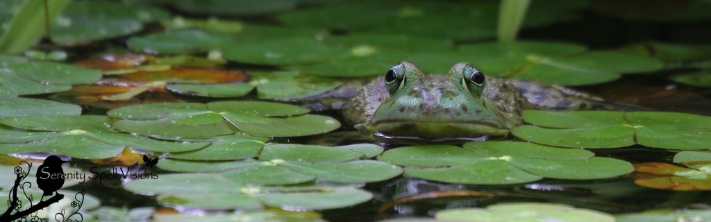 A Green frog enjoys the pond at the Atlanta Botanical Gardens