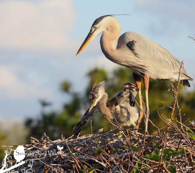 Preserving the future of the wetlands of our world: Mother and baby Great Blue Heron in the Florida wetlands