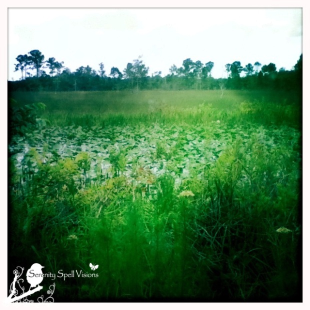The lush Florida wetlands — a treasure to conserve