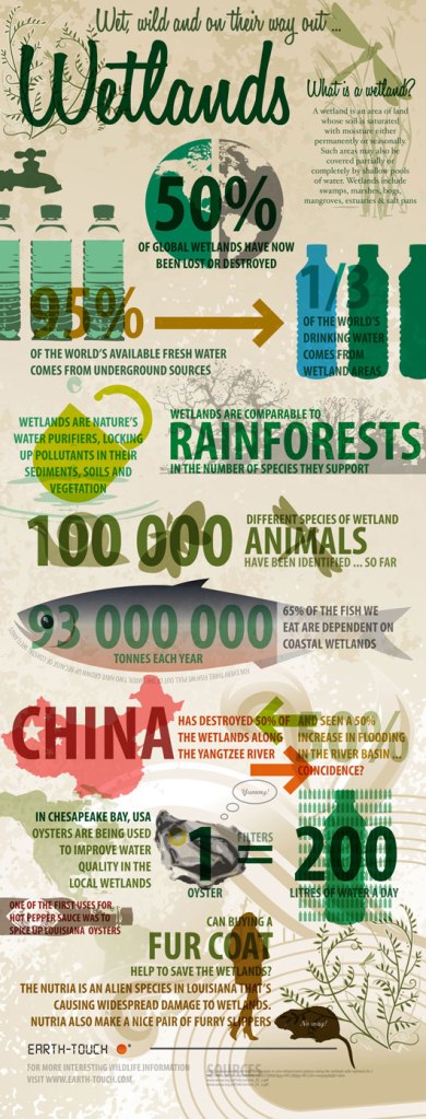 Wetlands Infographic