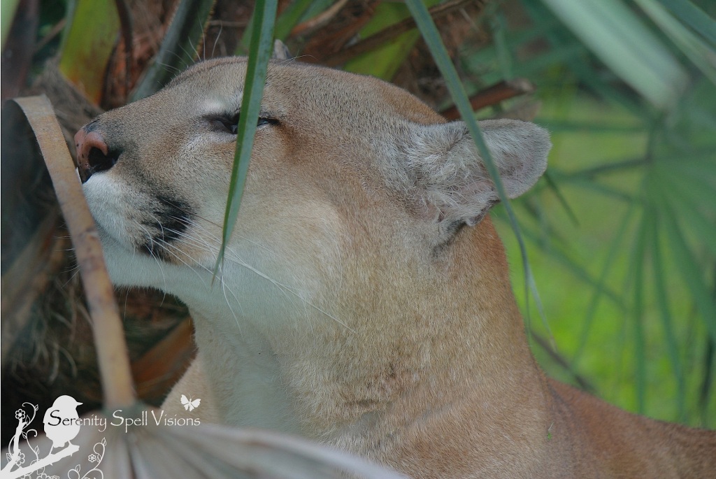 Rescued Florida Panther at Flamingo Gardens: Sadly, this guy can’t be returned to the wild, because he underwent a painful de-clawing procedure at the hands of humans