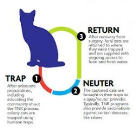 TNR Infographic