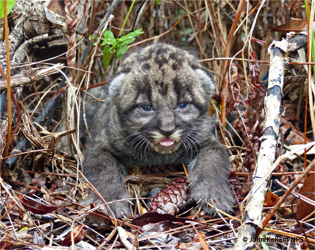 Florida Panther Kitten (Copyright John Kellam), Big Cypress National Preserve, Florida 